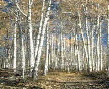 Bark covering