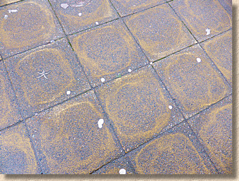 differential curing marks on buff flagstones
